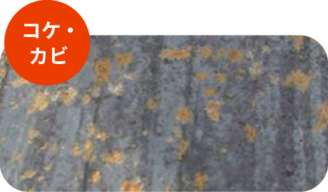 コケ・カビ